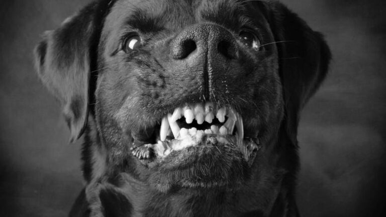 تحميل لعبة ثعلب الصحراء مجانا DARK WOLF