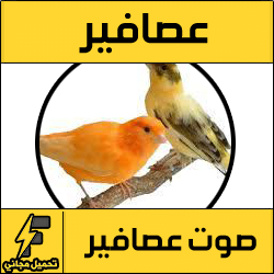 تحميل صوت عصافير الصباح Mp3 الحب والكناري