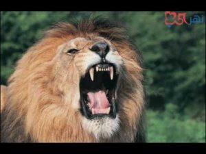 تحميل صوت الاسد mp3 نغمة صوت الأسد عالية الجودة مؤثرات صوتية