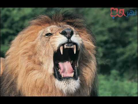 تحميل صوت الاسد mp3 نغمة صوت الأسد عالية الجودة مؤثرات صوتية